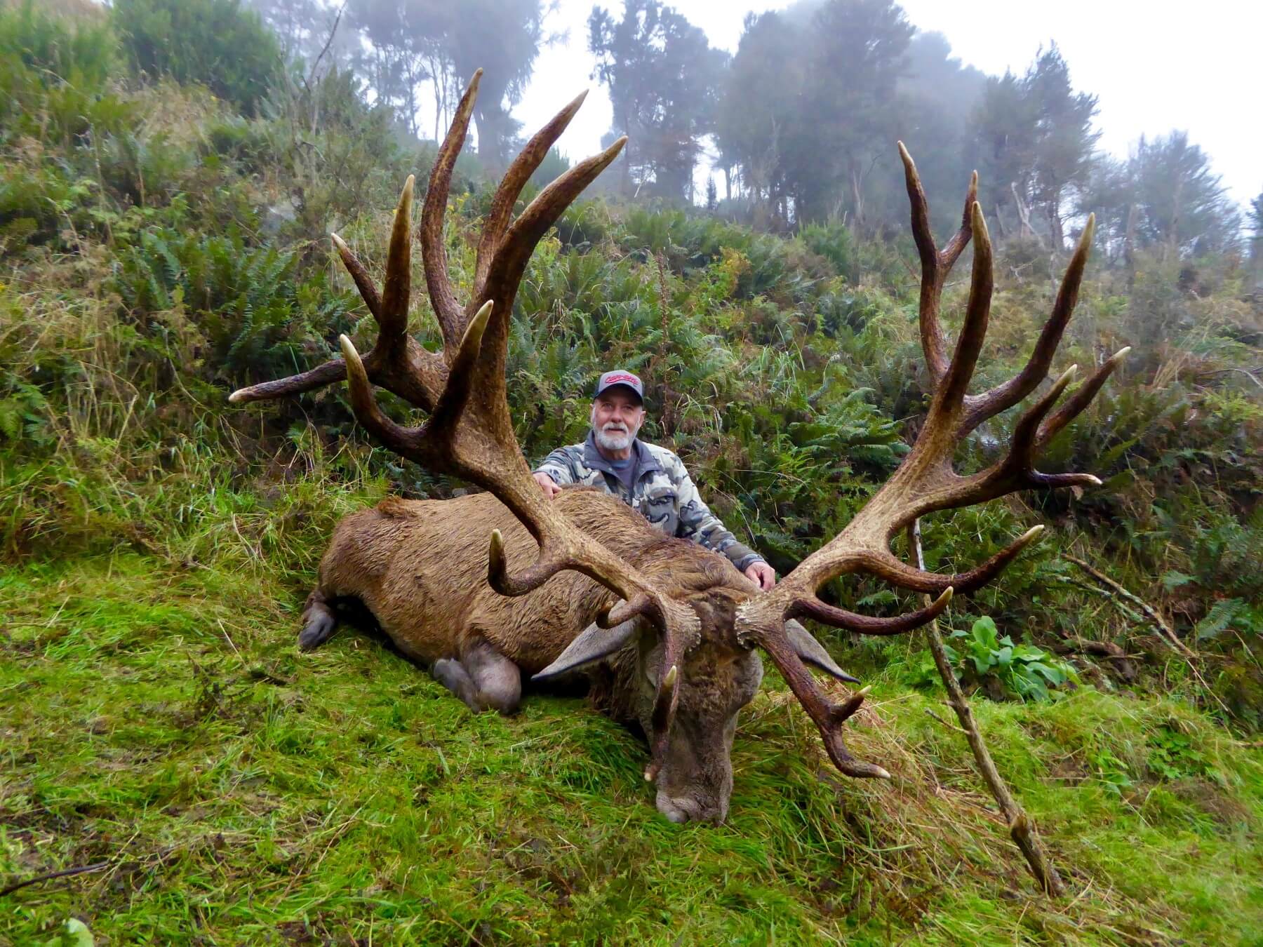 440 inch red stag trophy