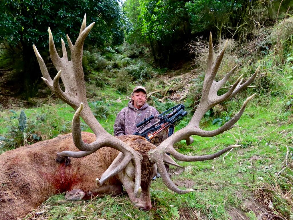 461 inch red stag trophy