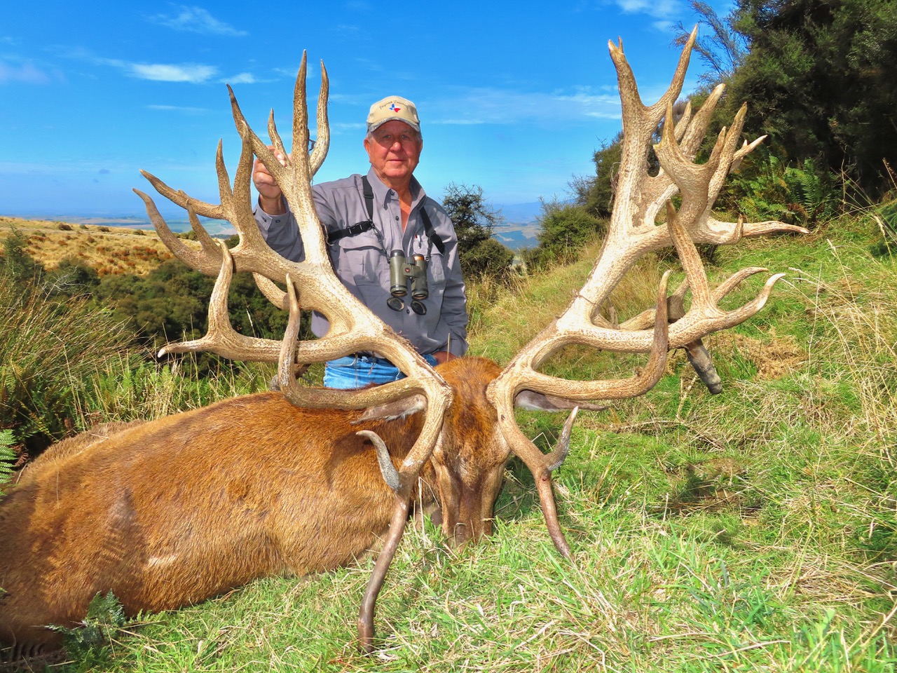 551 inch red stag New Zealand