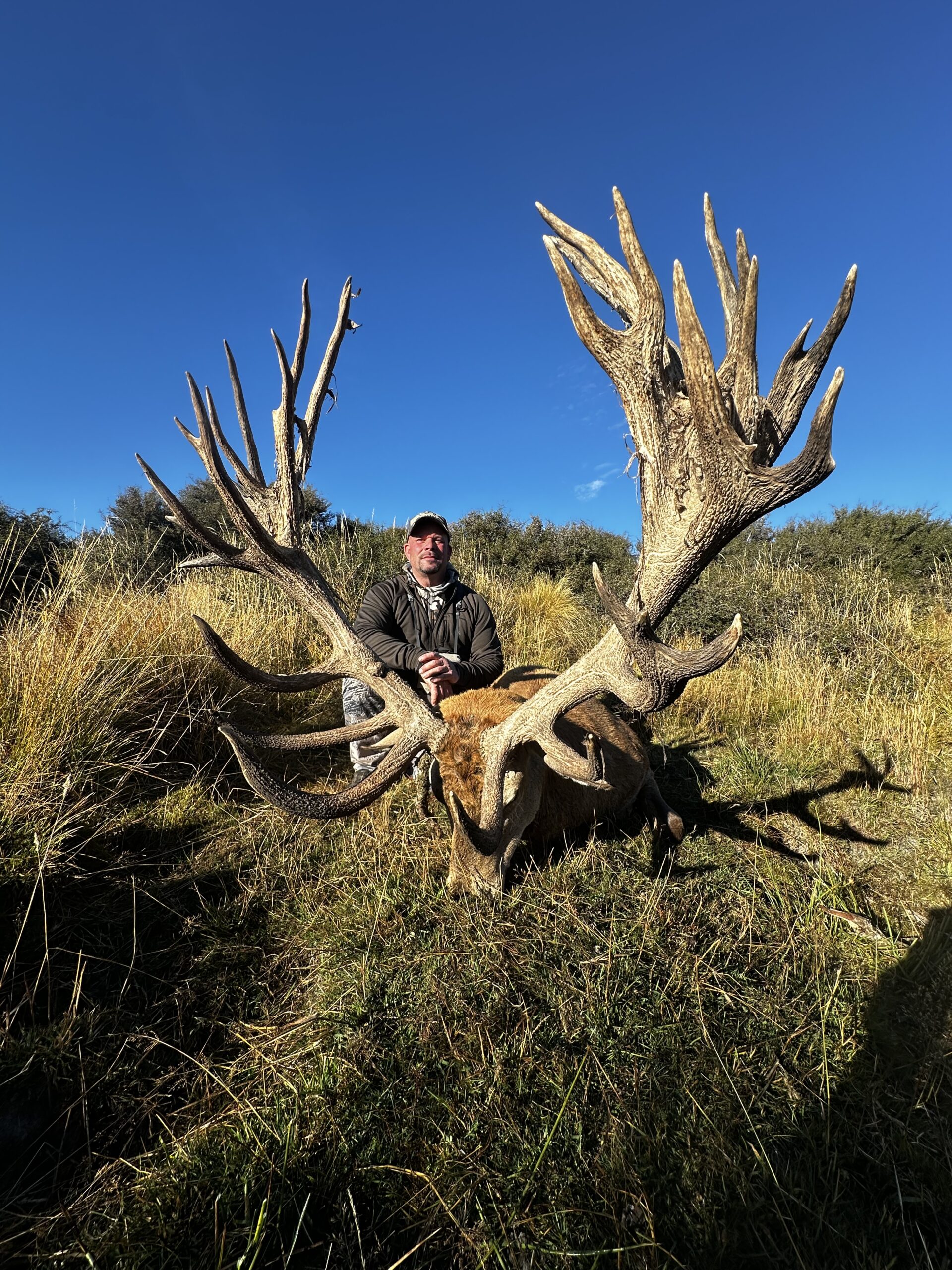 528 inch red stag trophy