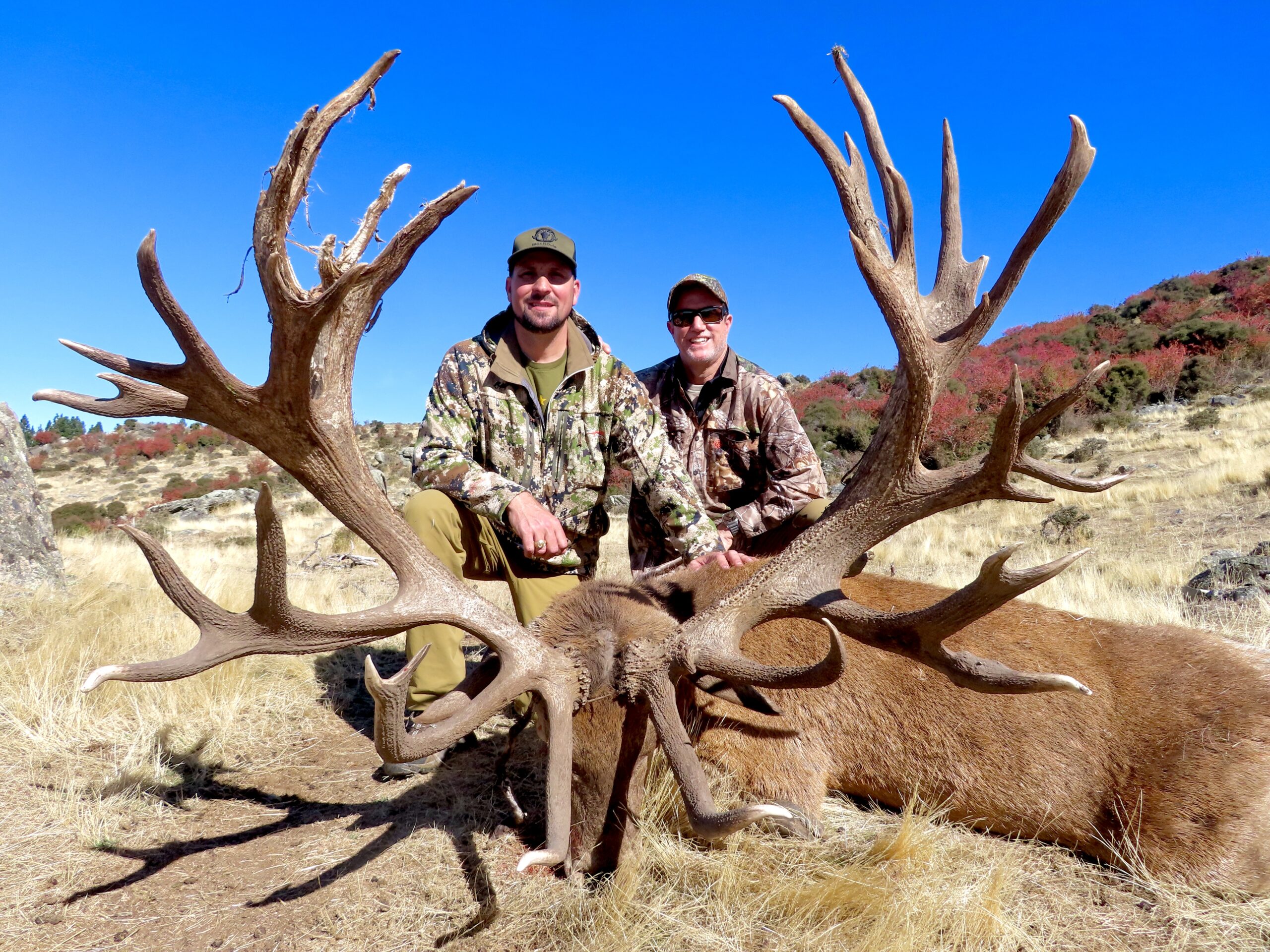 538 inch red stag trophy
